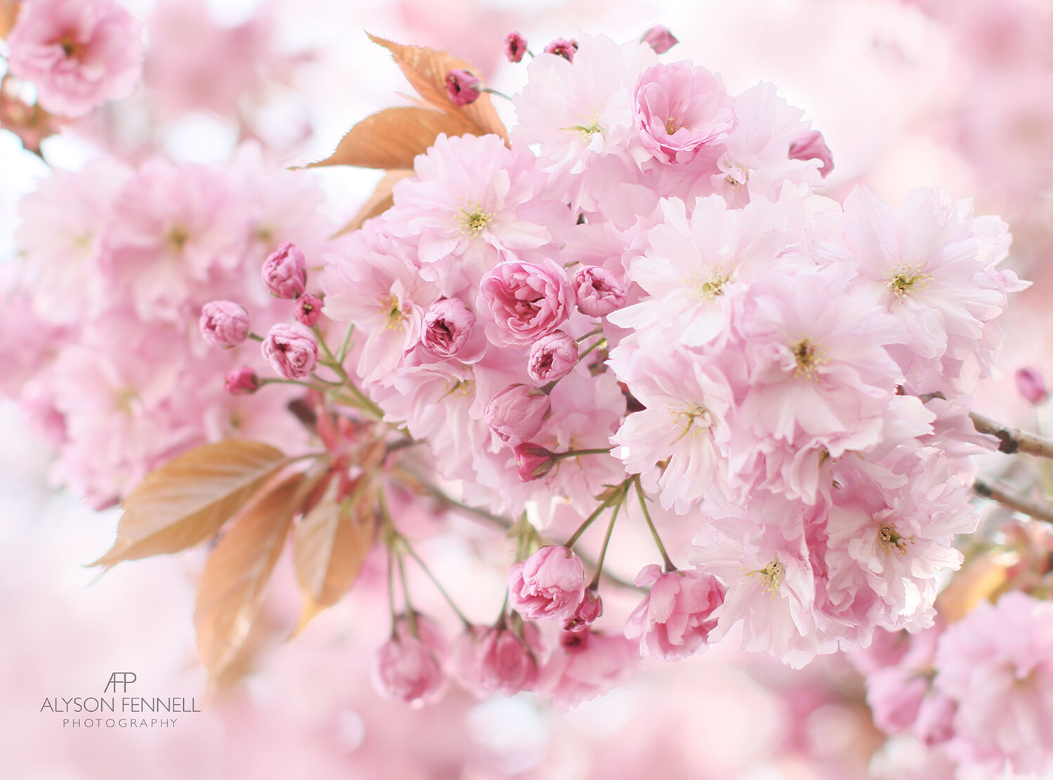 Spring Cherry Blossom