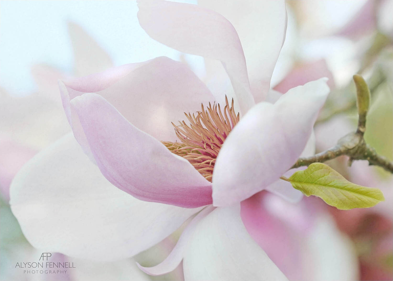 Spring Magnolia Flower