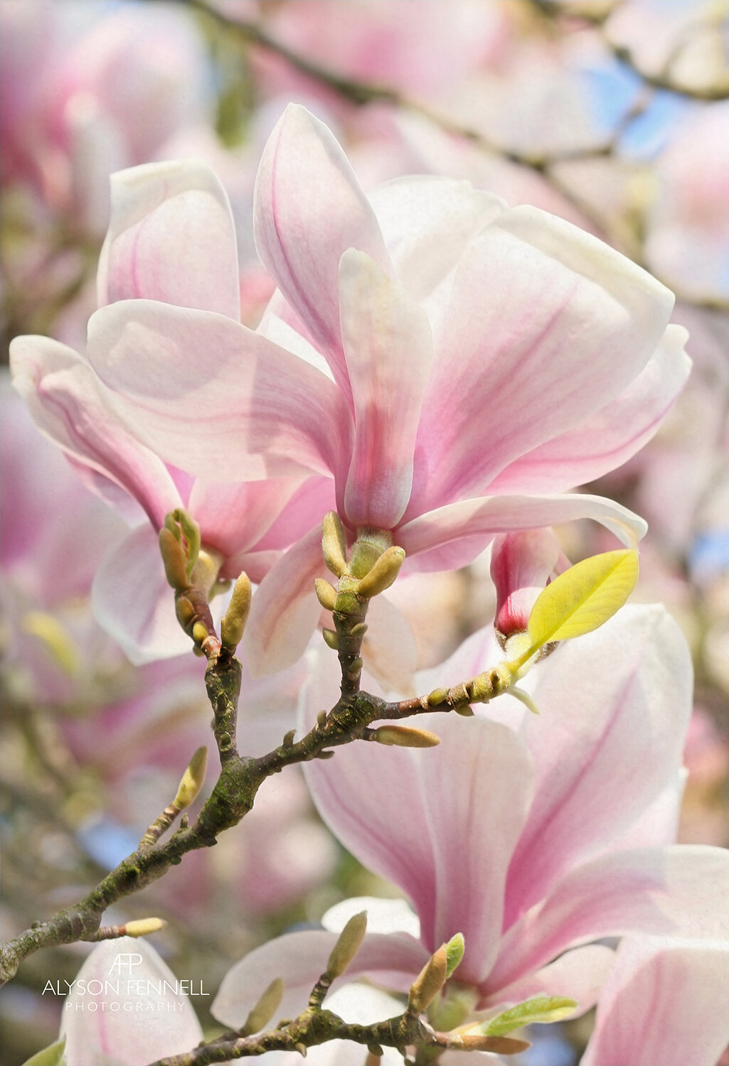 Spring Magnolia