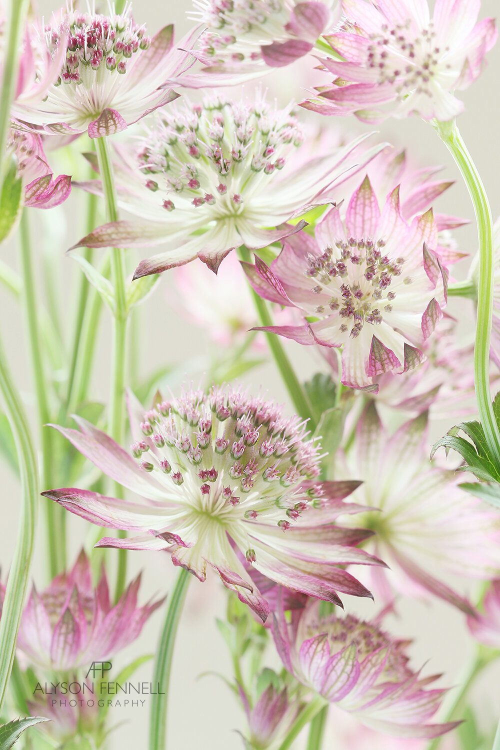 Pink Astrantia Flowers