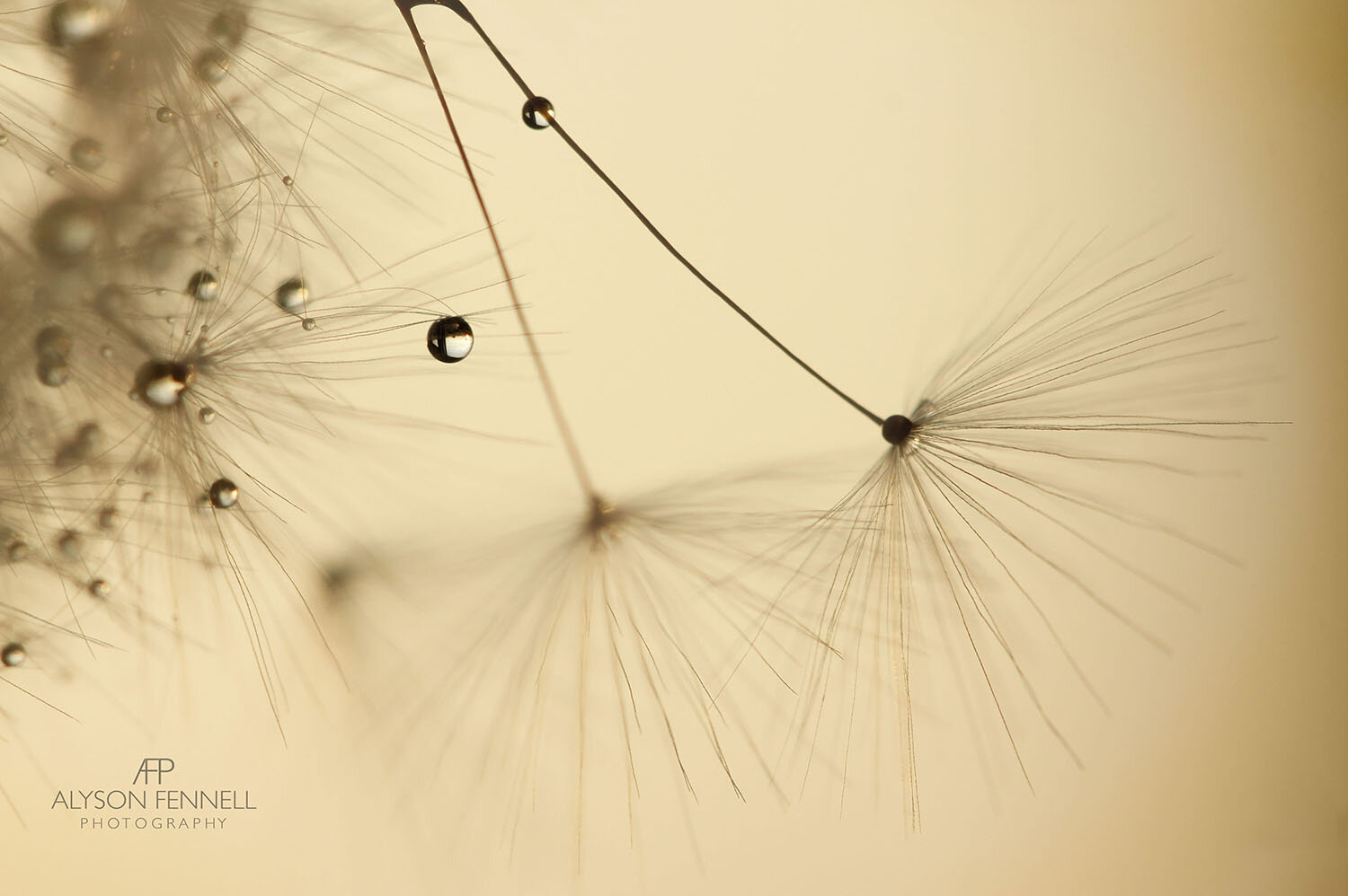 Dandelion and Dewdrops