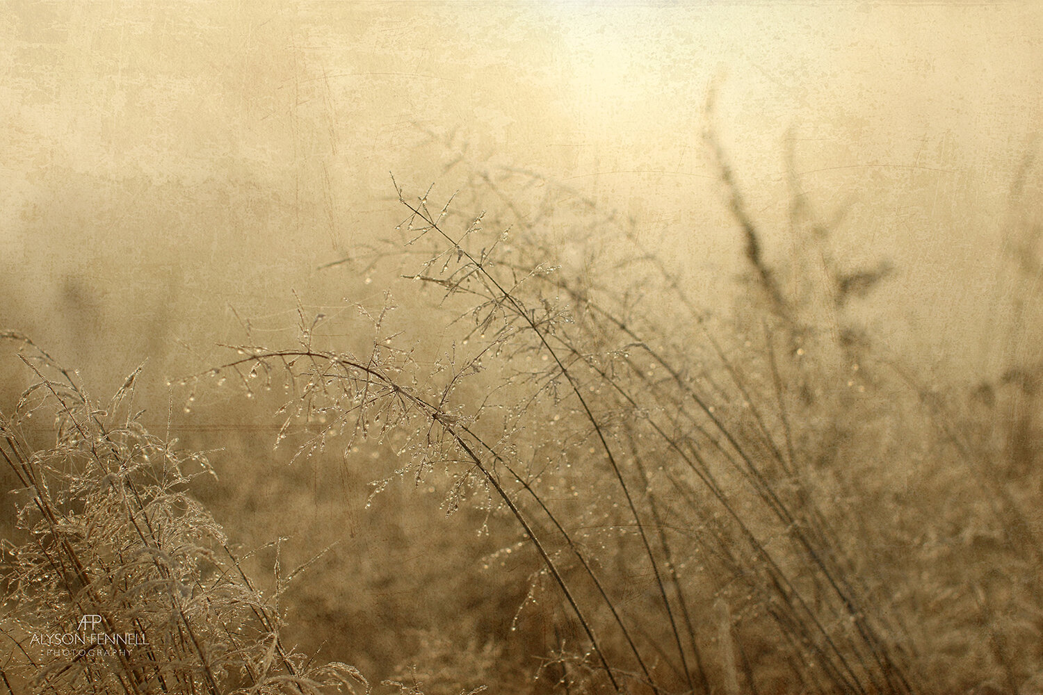 Winter Morning Grasses in Mist