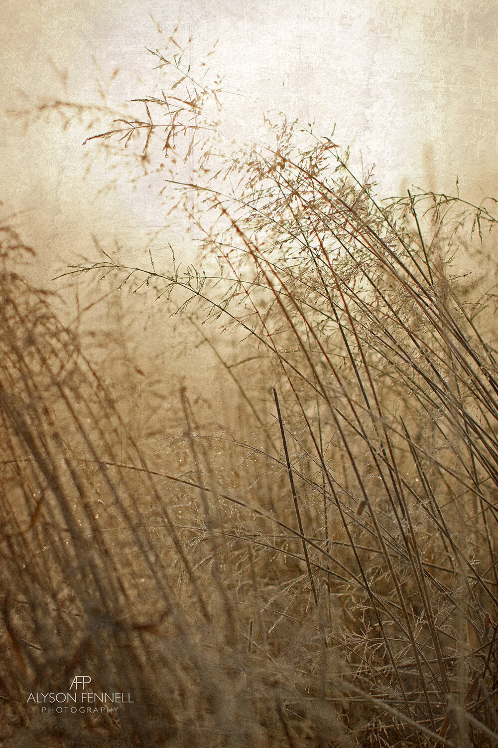 Winter Morning Grasses