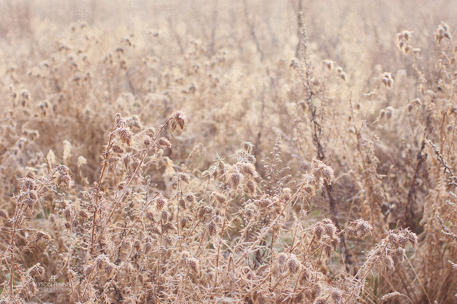 Frosty Morning Meadow