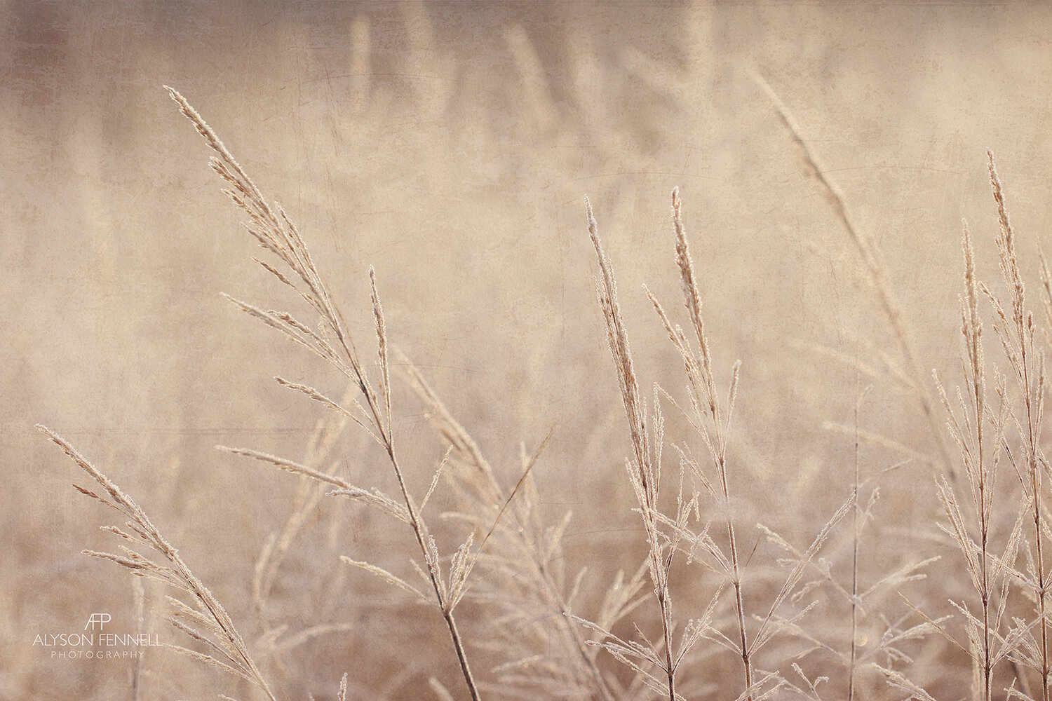 Frosty Morning Meadow