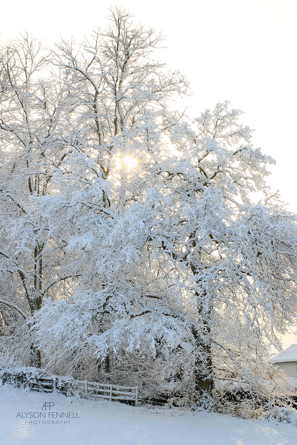 Winter Snow Covered Trees