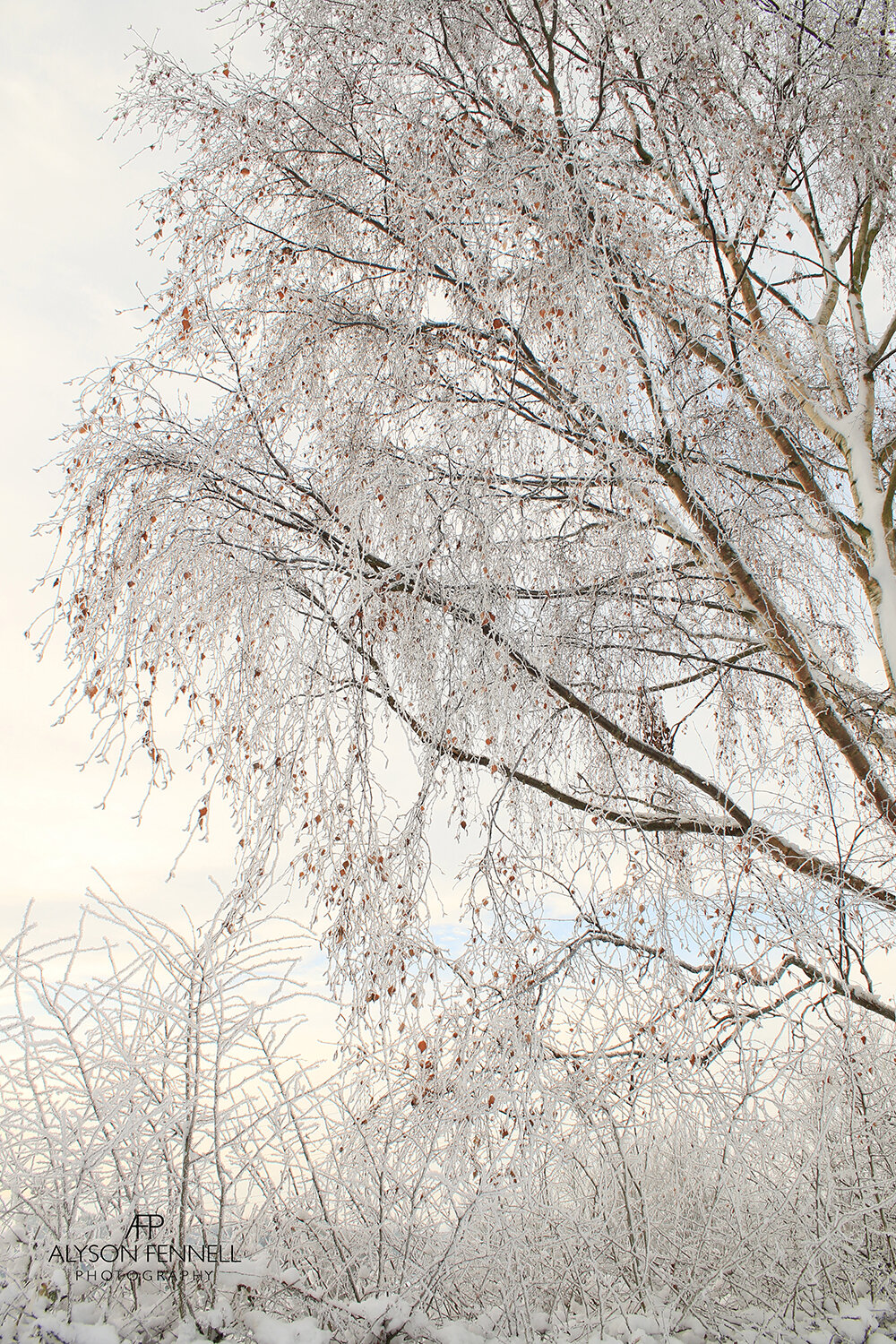 Winter Silver Birch