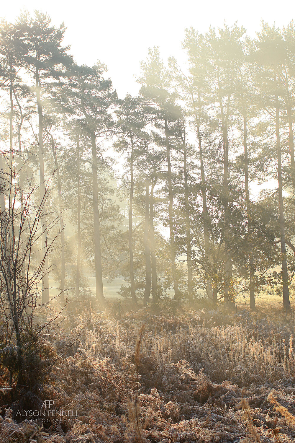 Morning Sun through Misty Winter Pine Trees.