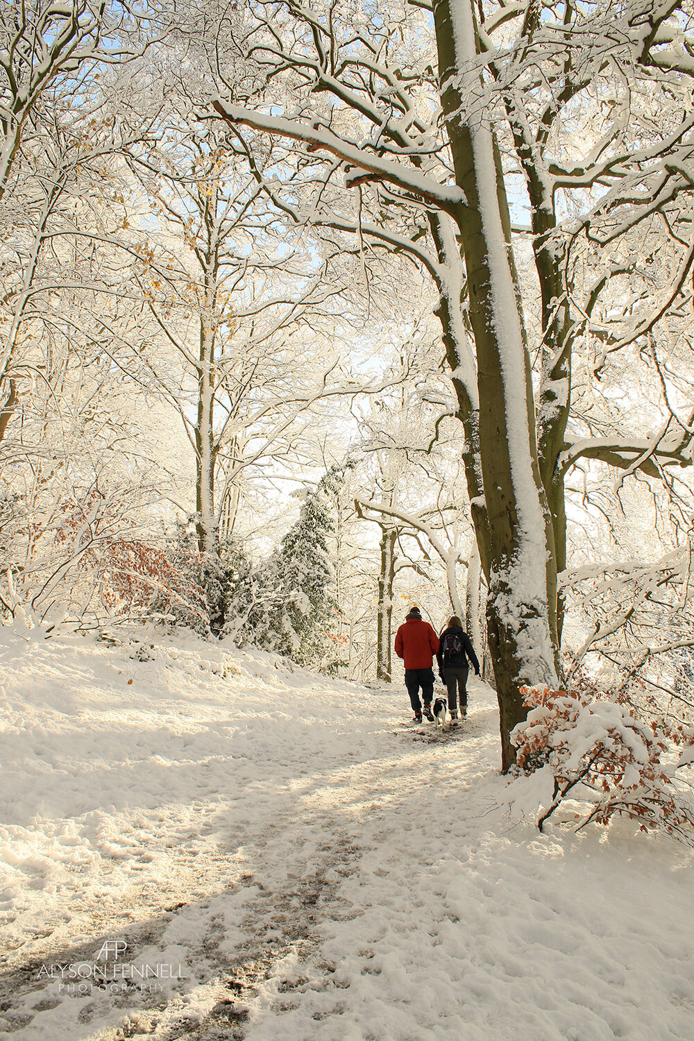 Walking in a Winter Woodland