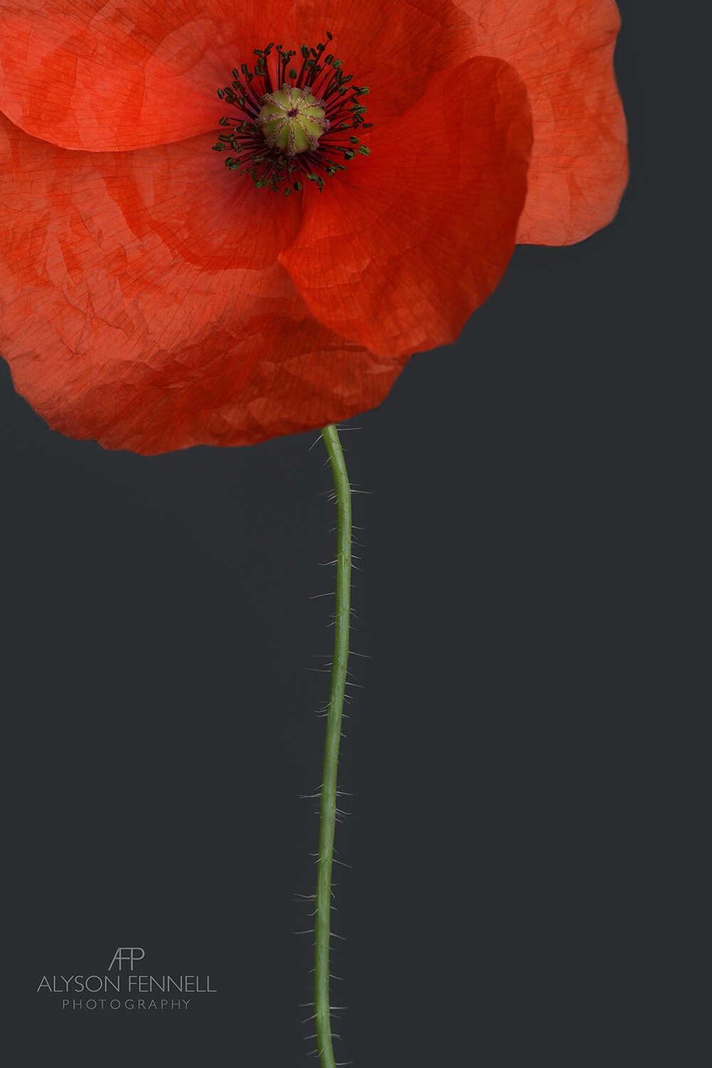 Tall Red Poppy