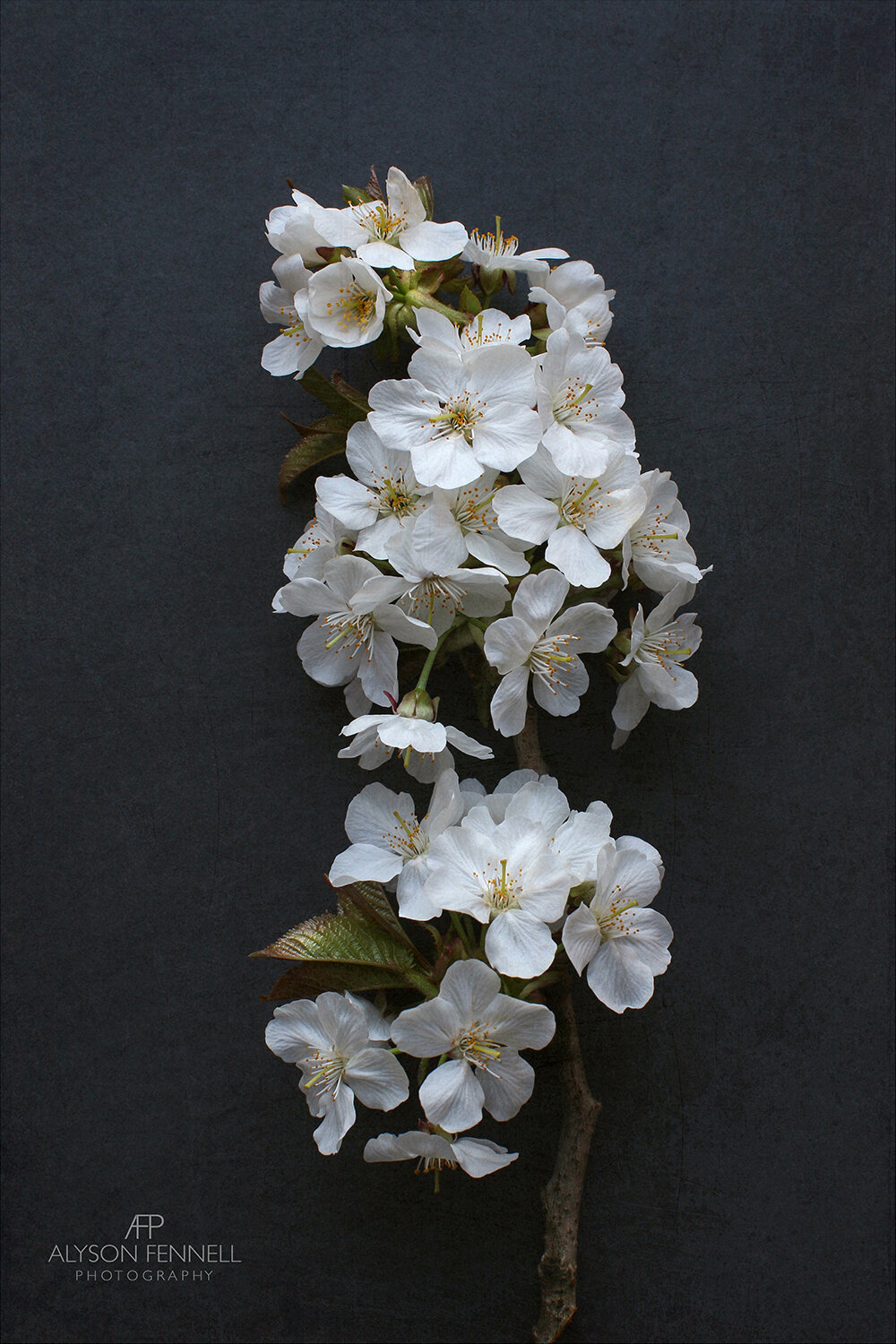 White Cherry Blossom