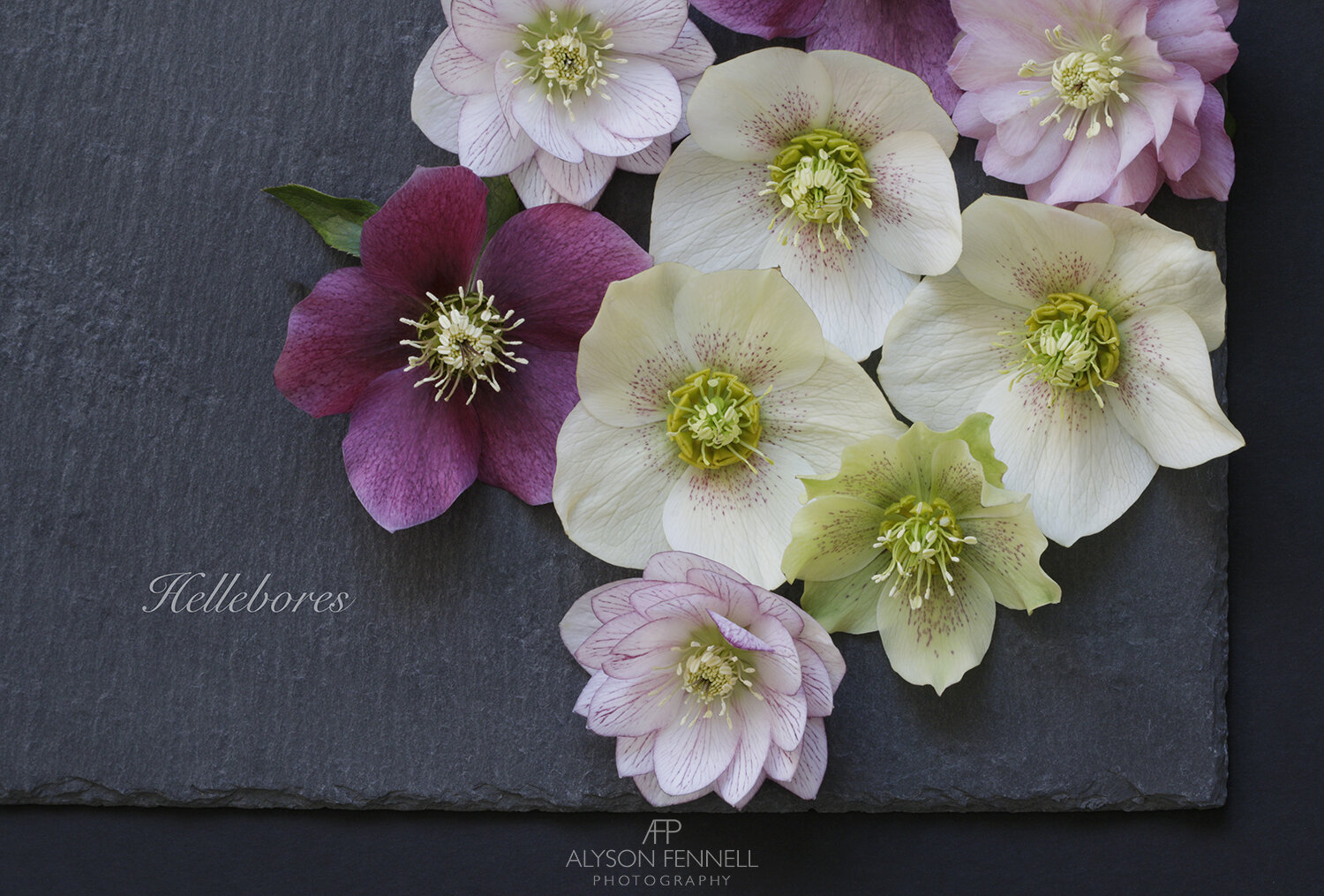 Hellebore Flowers on Slate
