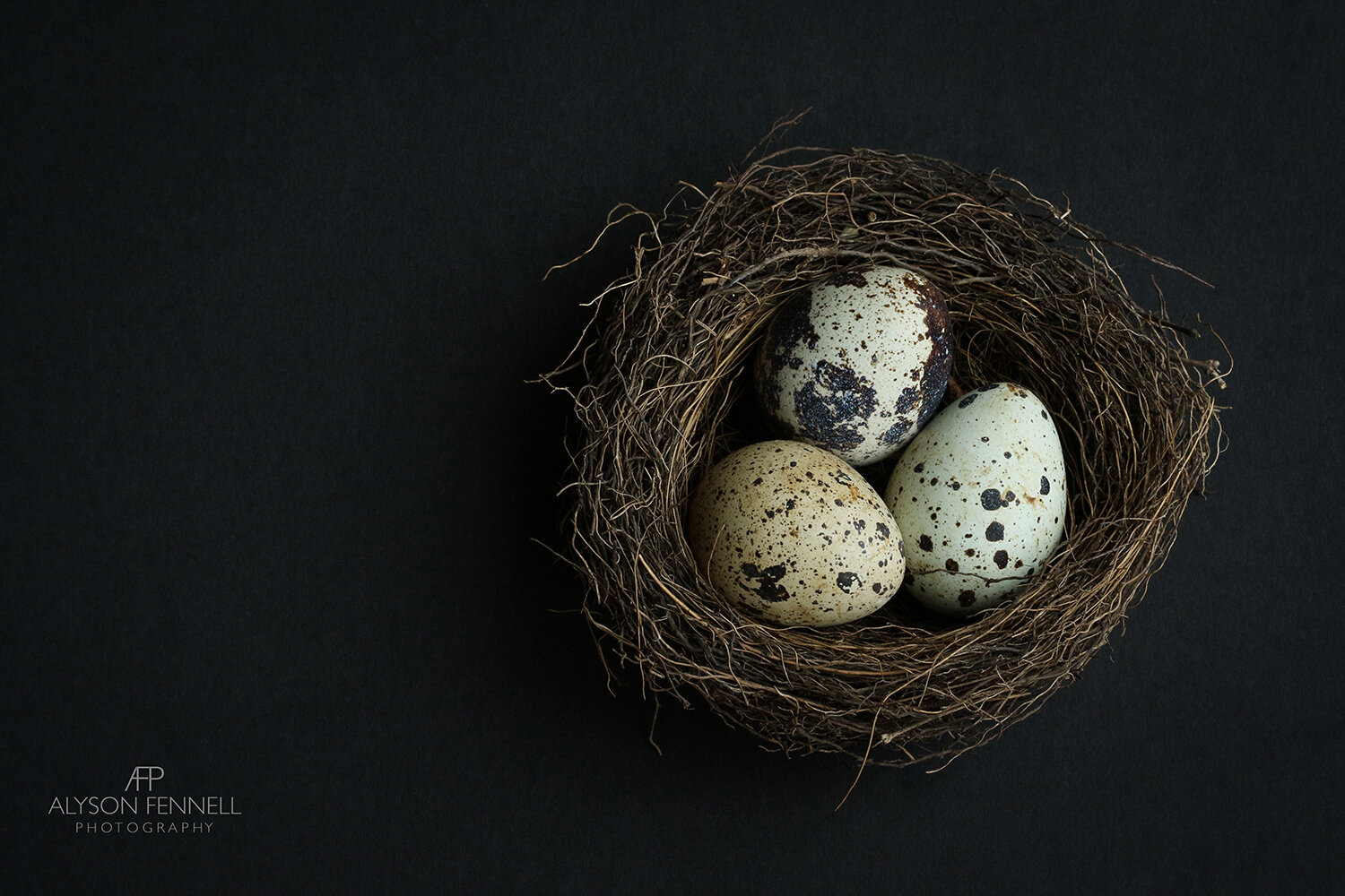 Quails Eggs in a Birds Nest