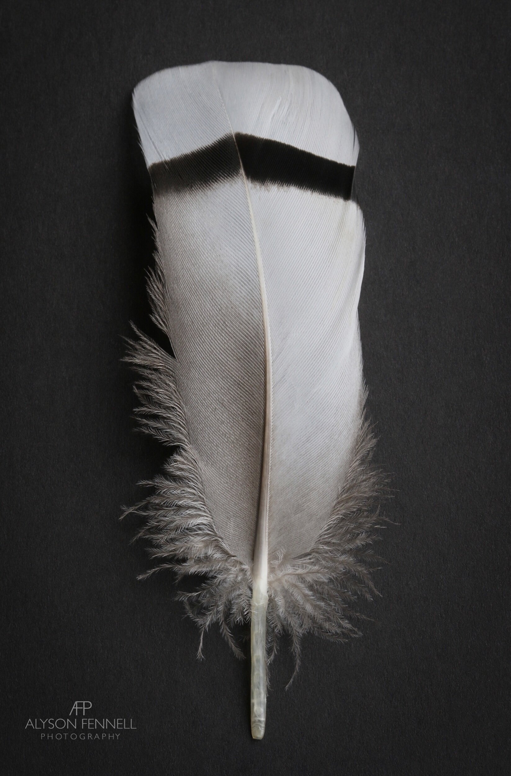 Egyptian Goose Feather