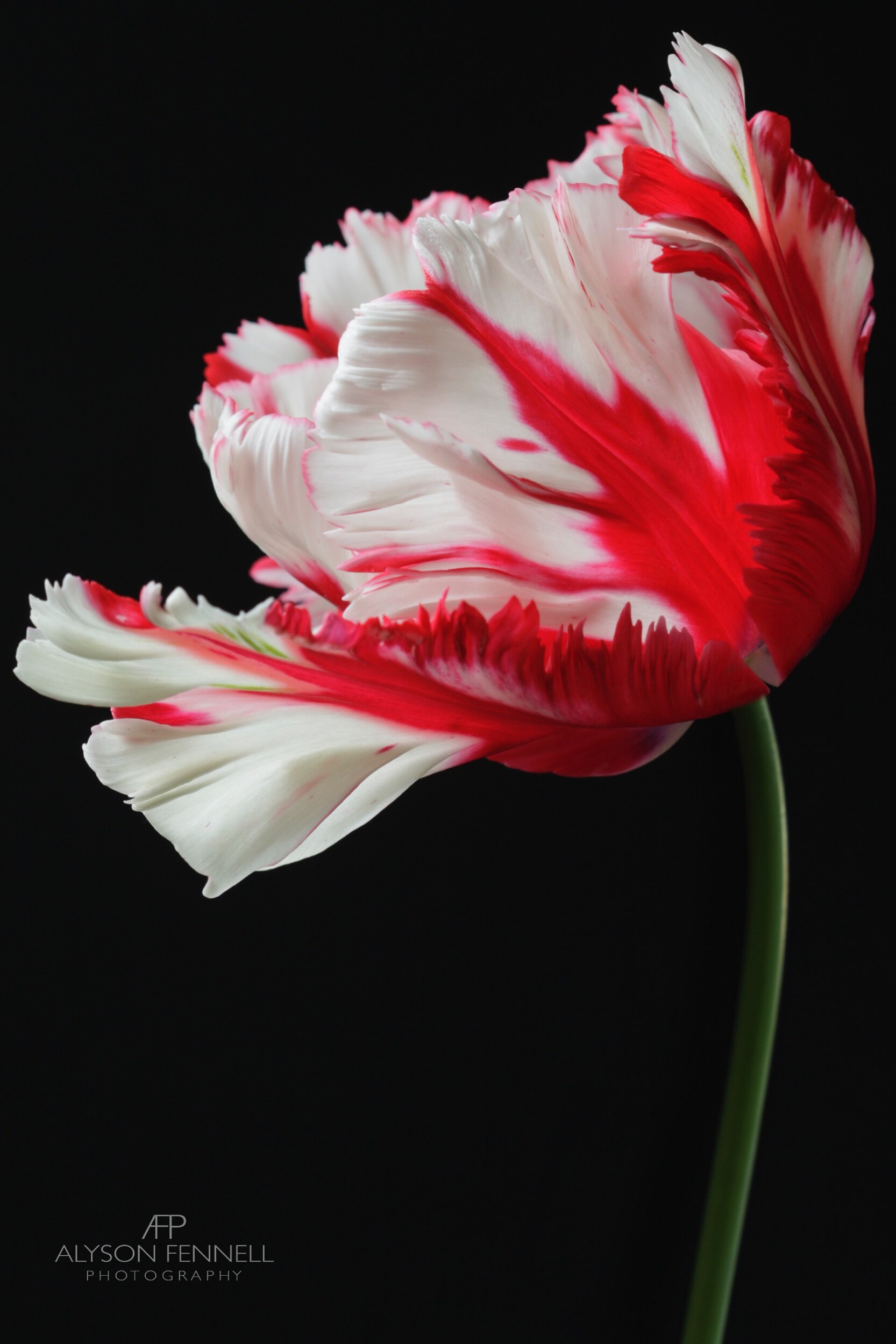 Red & White Parrot Tulip 21