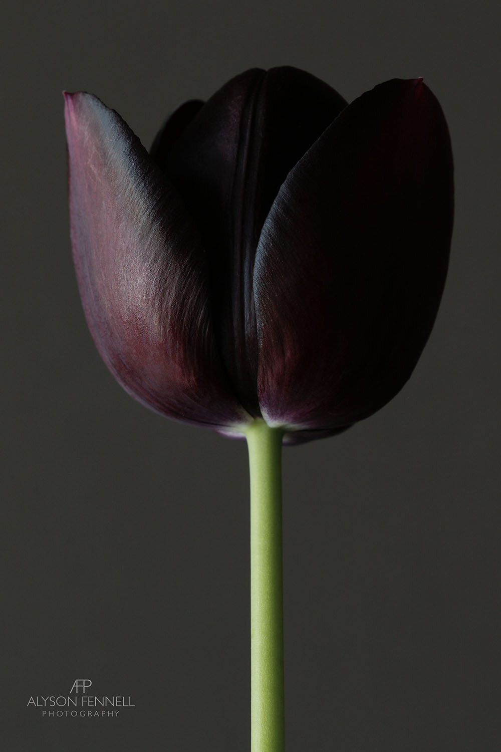 Black Tulip