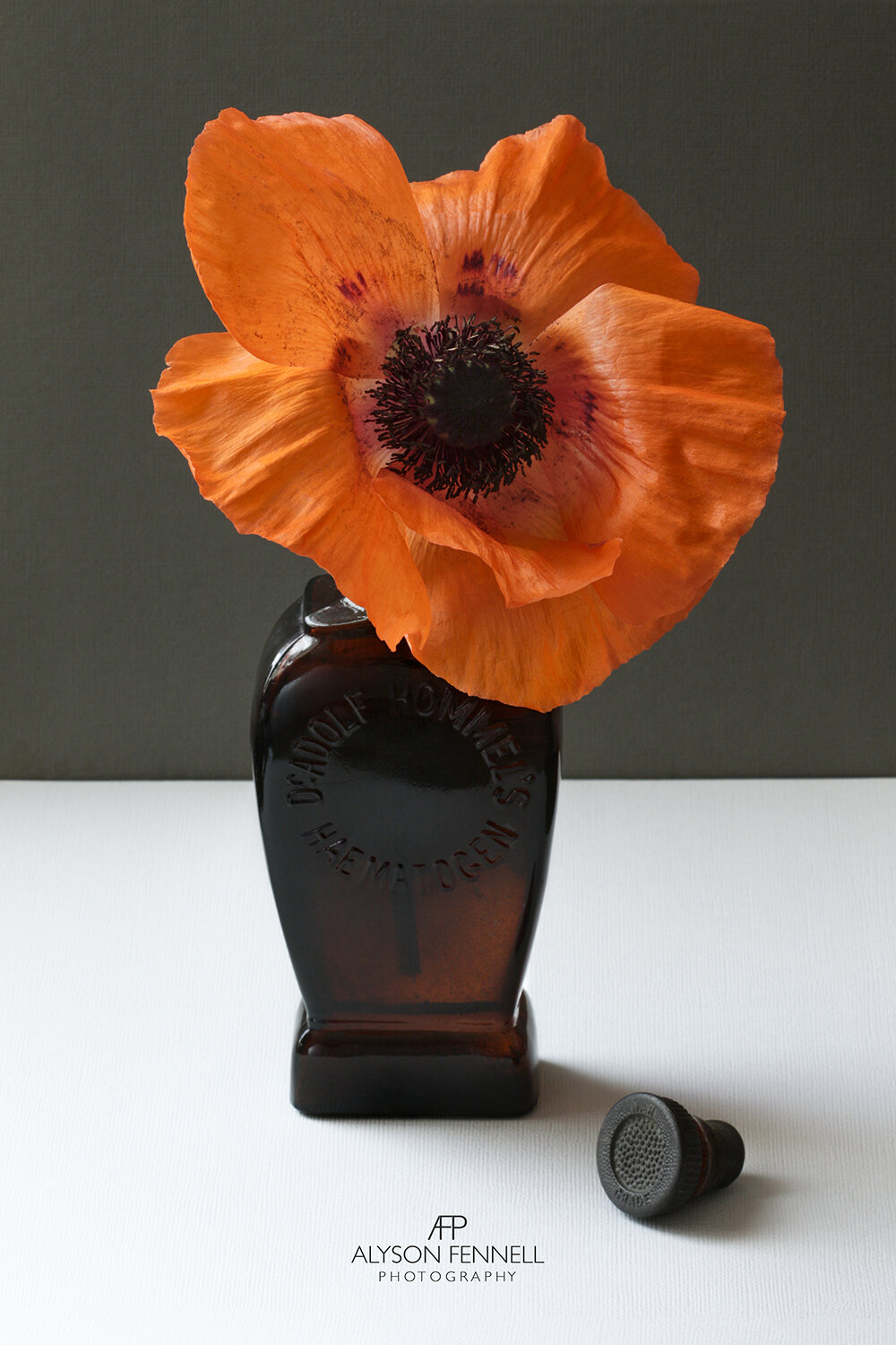 Red Poppy in Antique Medicine Bottle