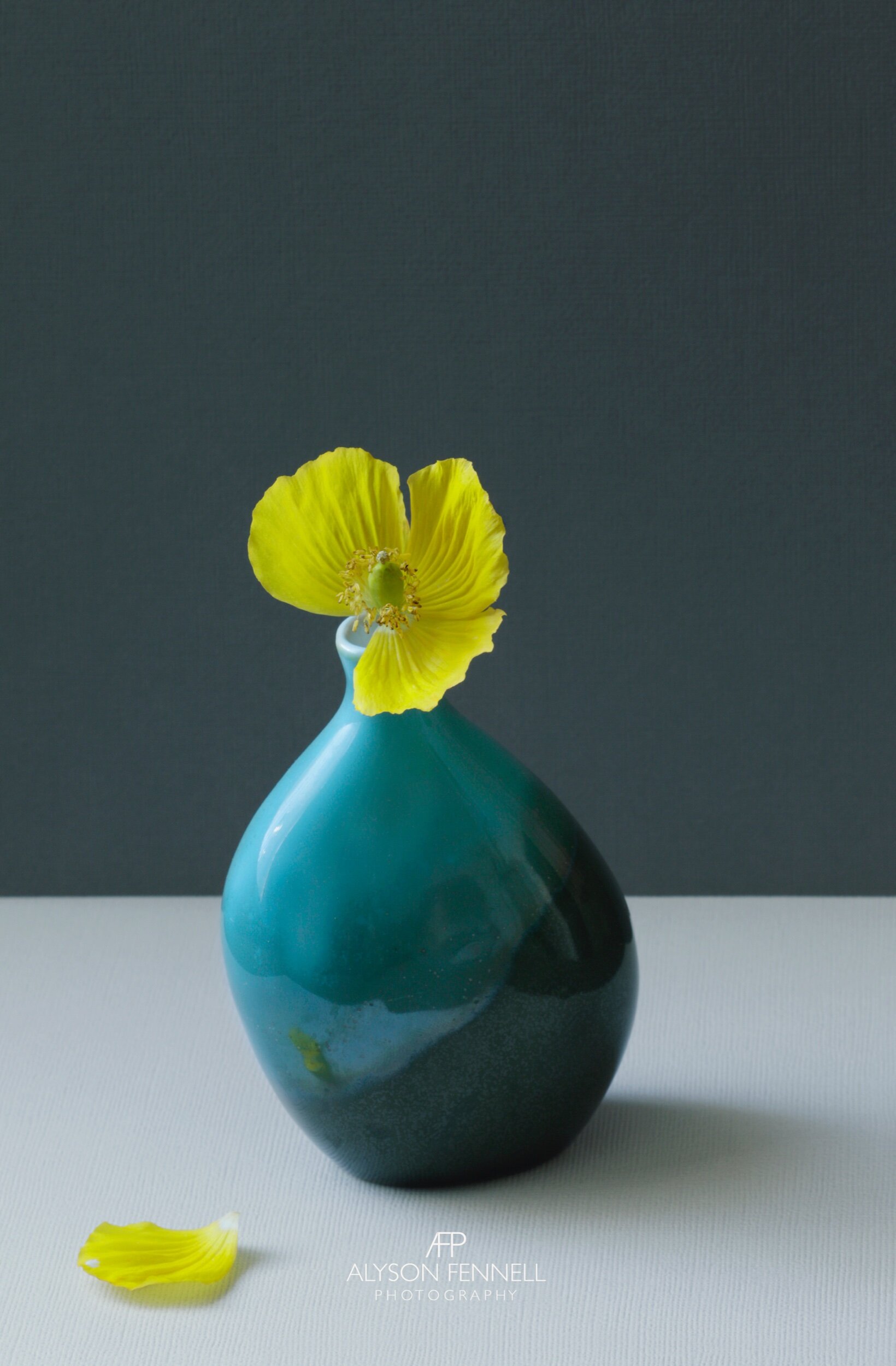 Yellow Poppy Still Life