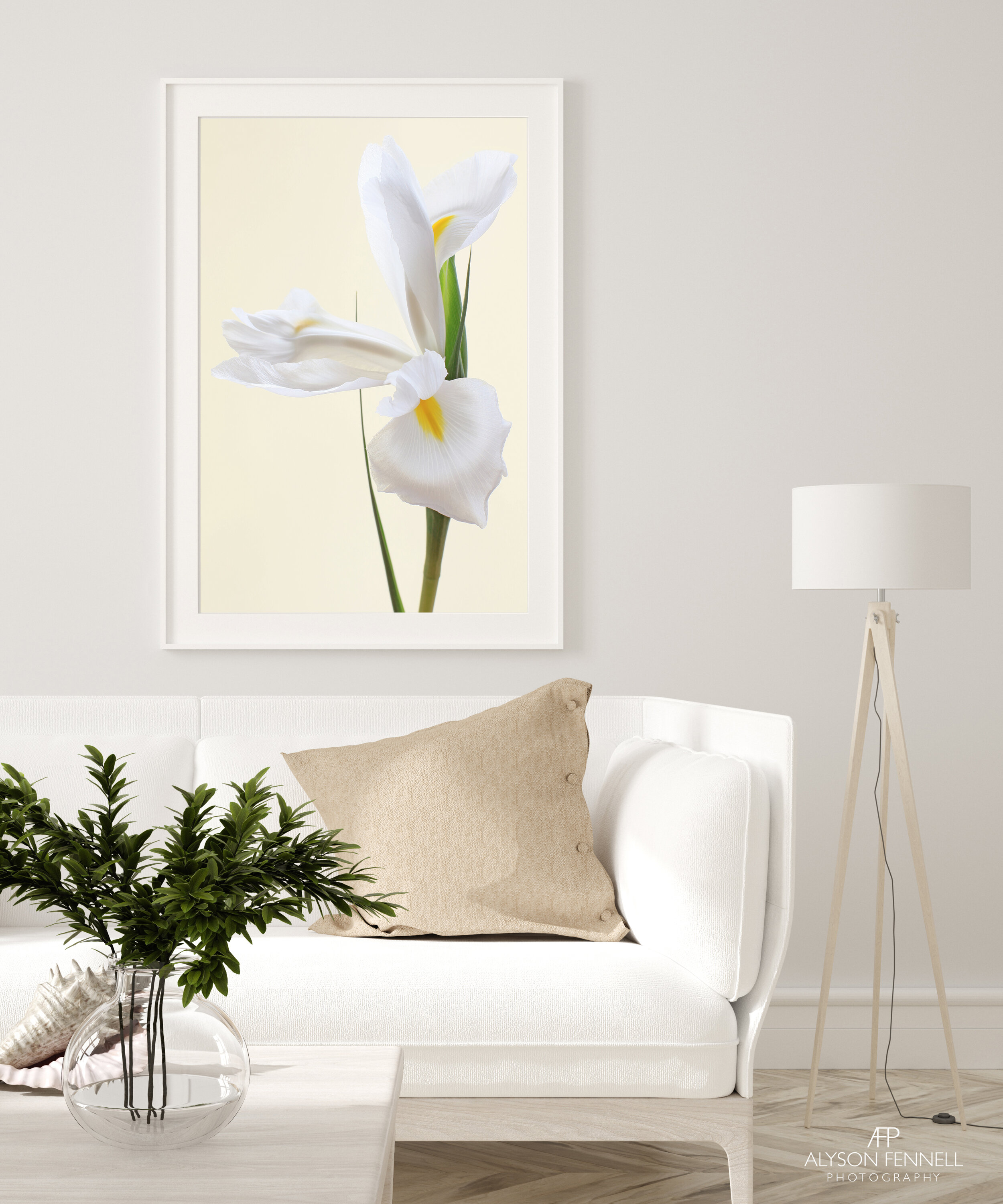 White Iris Flower 