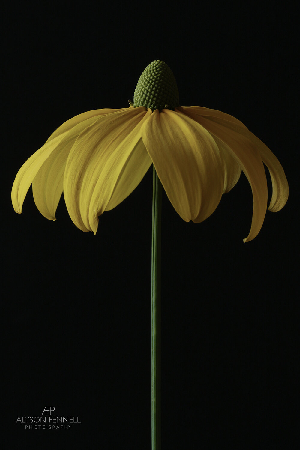 Yellow Rudbeckia Flower