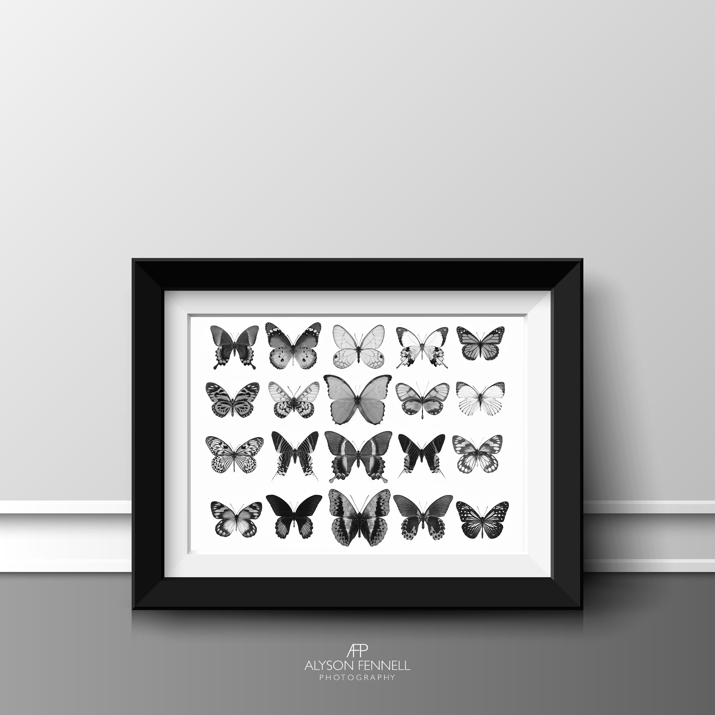 Butterfly Collection Mono
