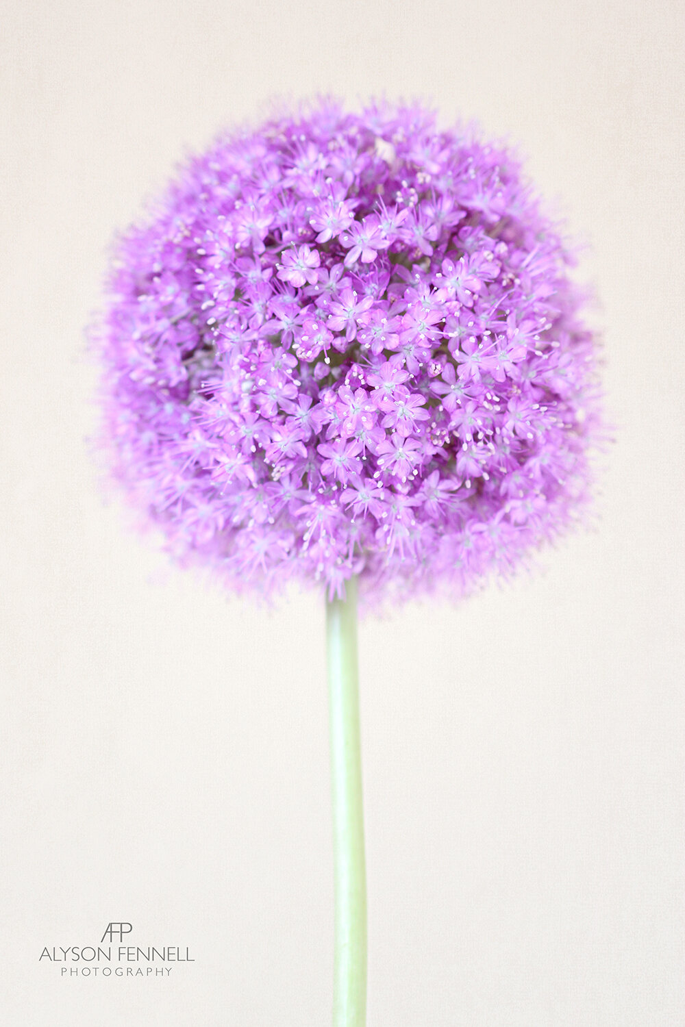 Pastel Allium Flower