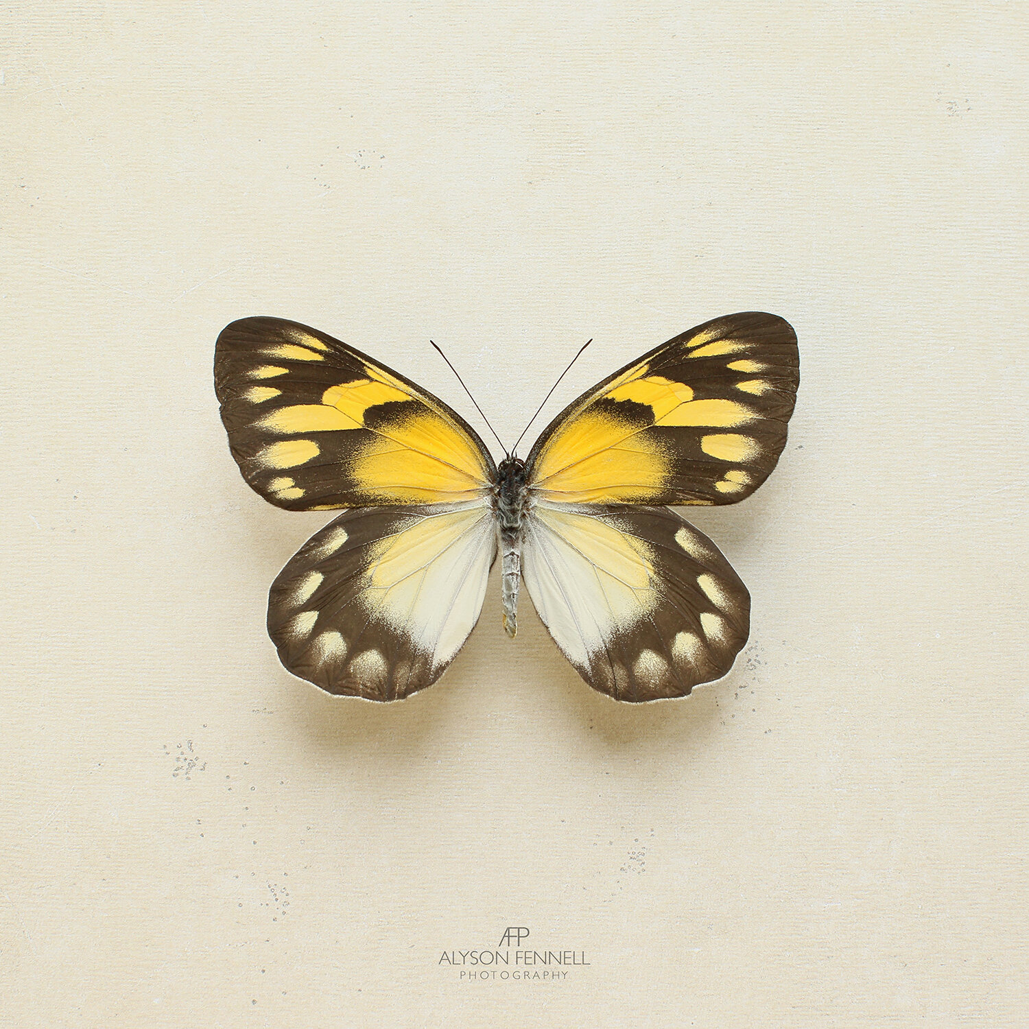 Gold Delius Butterfly