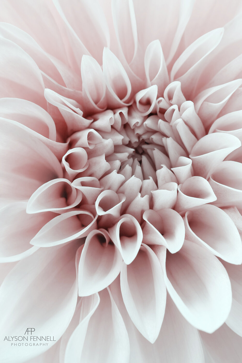 Cafe au lait Dahlia Closeup