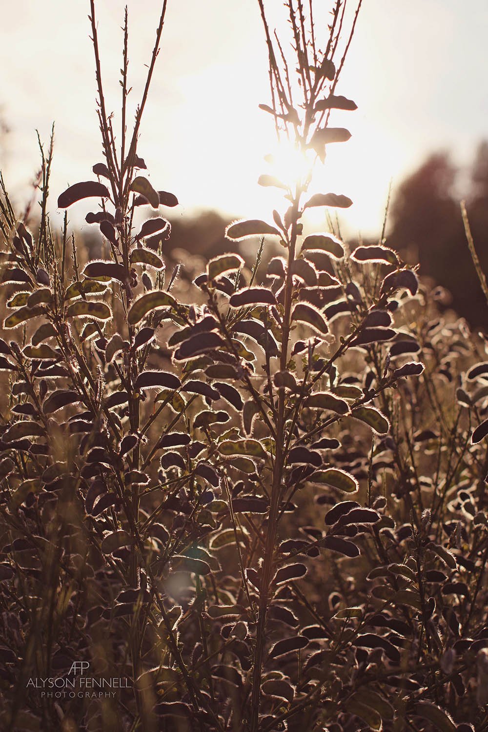 Sunlit Seed Pods