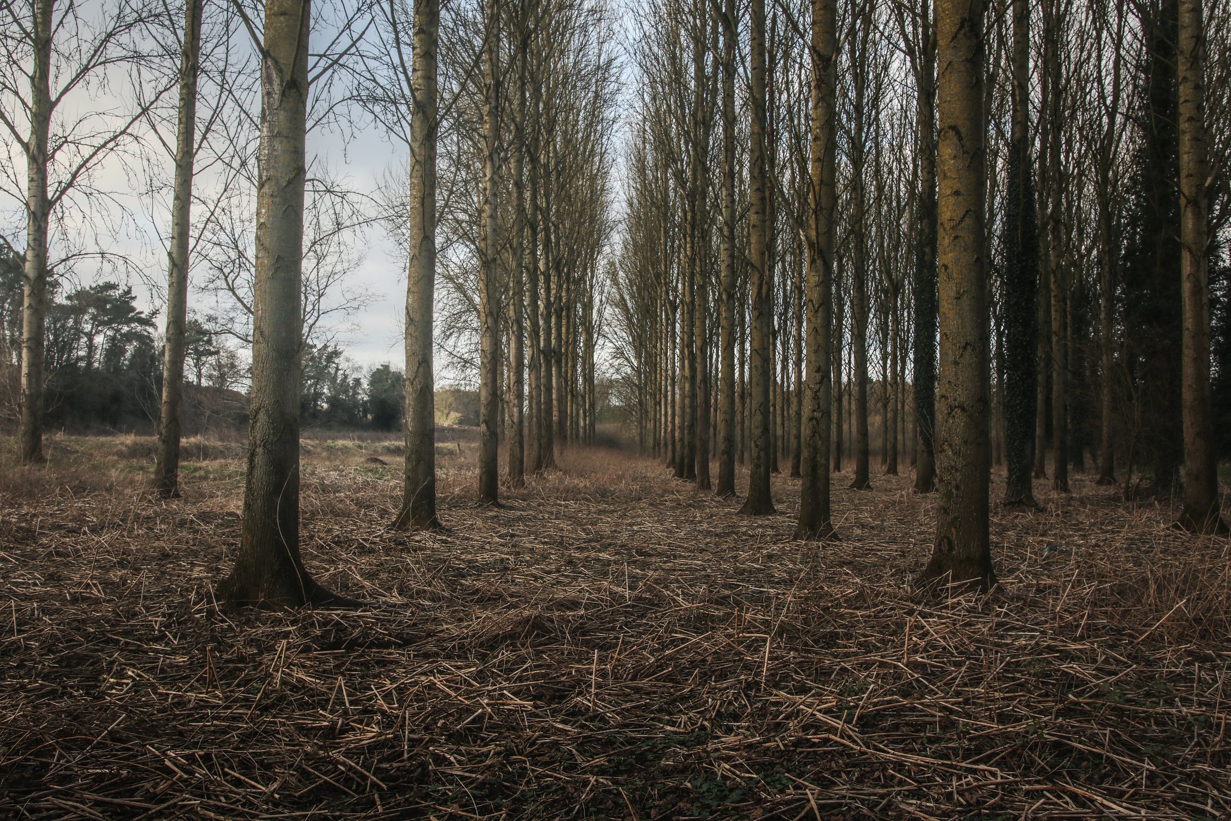 Winter Avenue of Trees