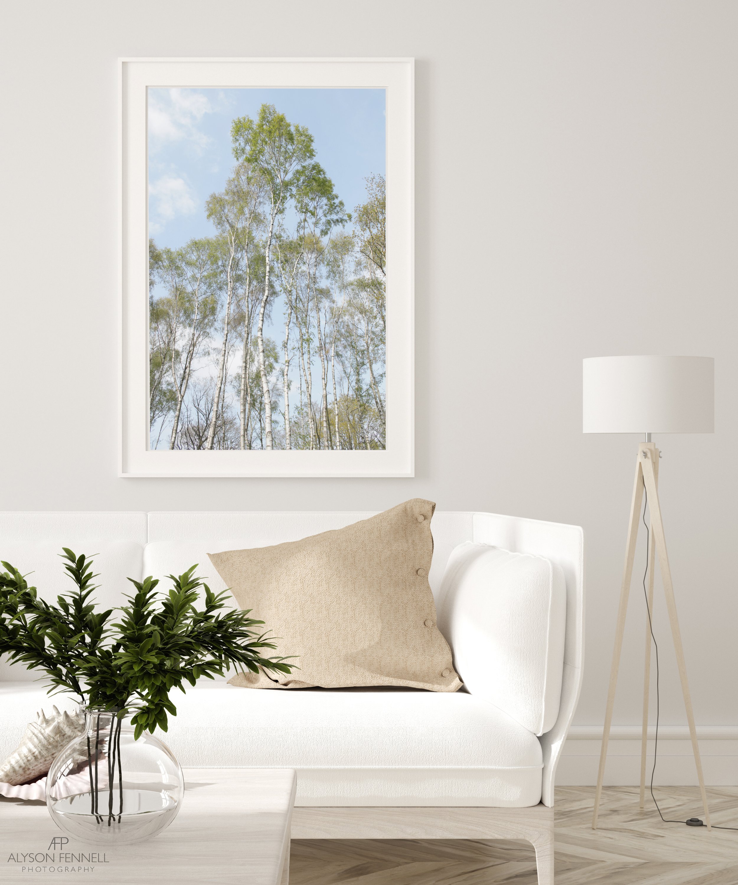 Spring Silver Birch Trees i