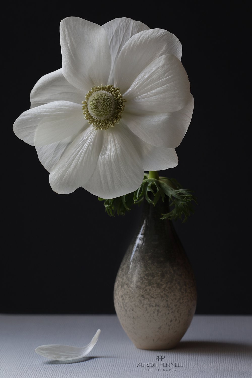 White Anemone Still Life