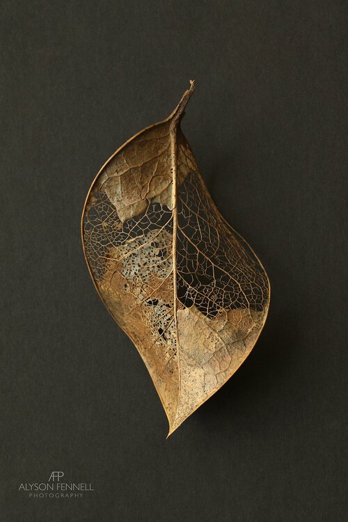 Skeleton+Leaf+22.jpg