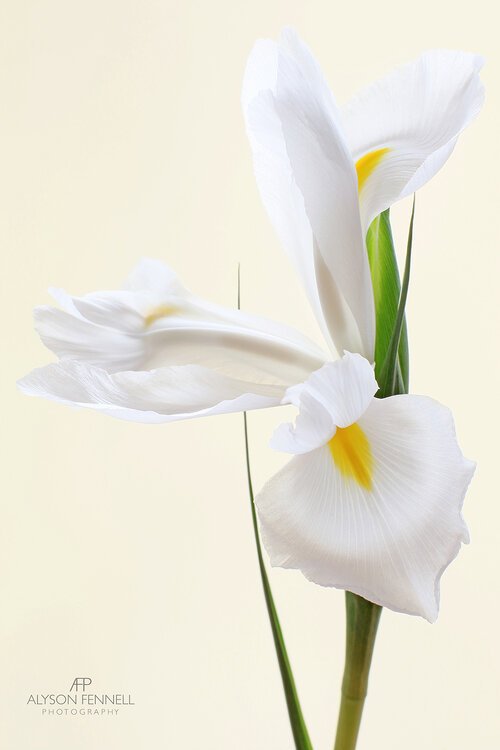 White+Iris+Flower+King+and+McGaw+.jpg