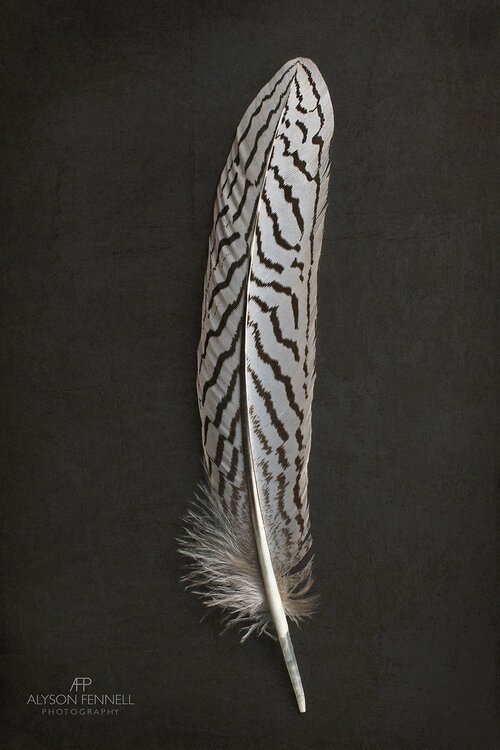 Silver+Pheasant+Feather+1+Hi.jpg