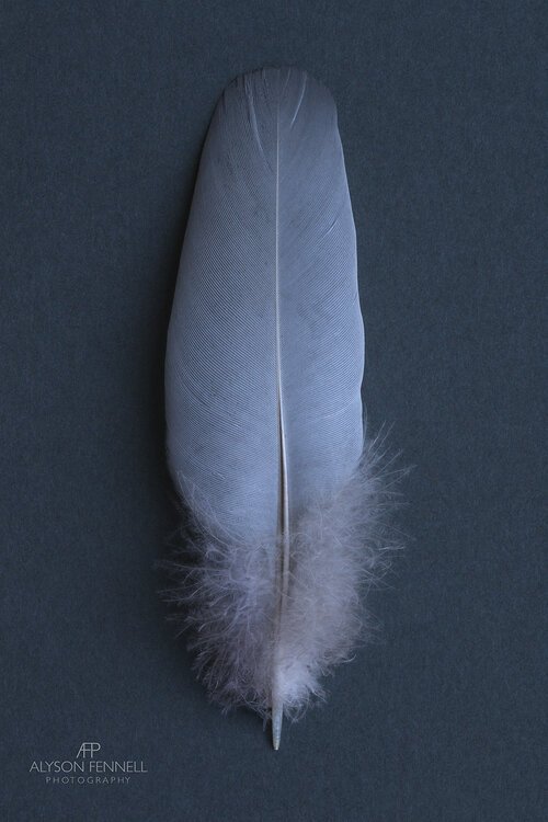 Dove+Grey+Feather+on+Grey+.jpg