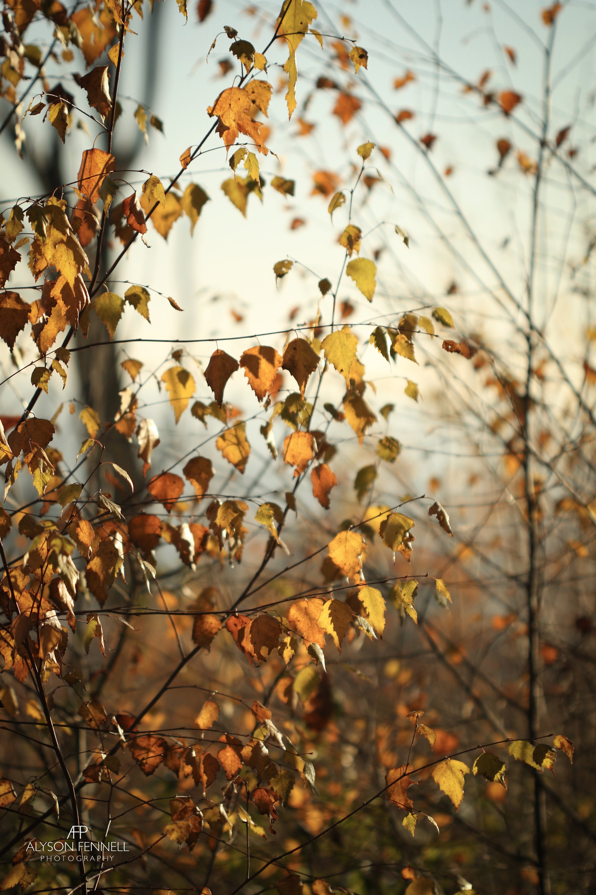 Autumn Silver Birch Leaves