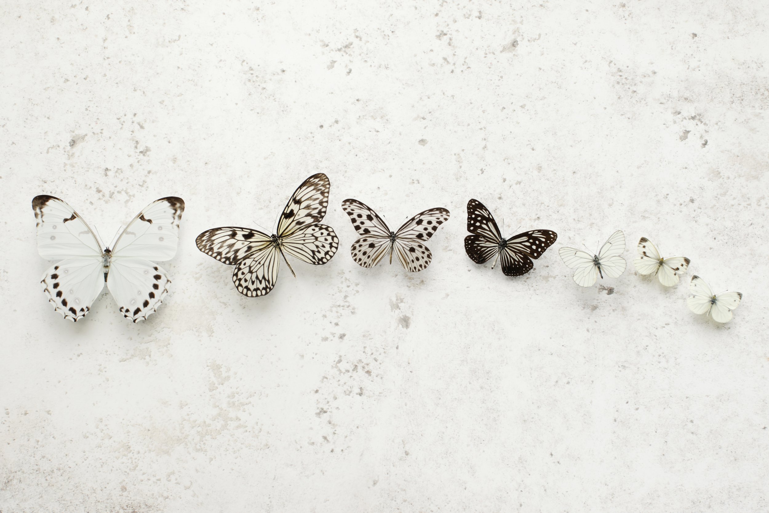 Dancing Speckled Butterflies