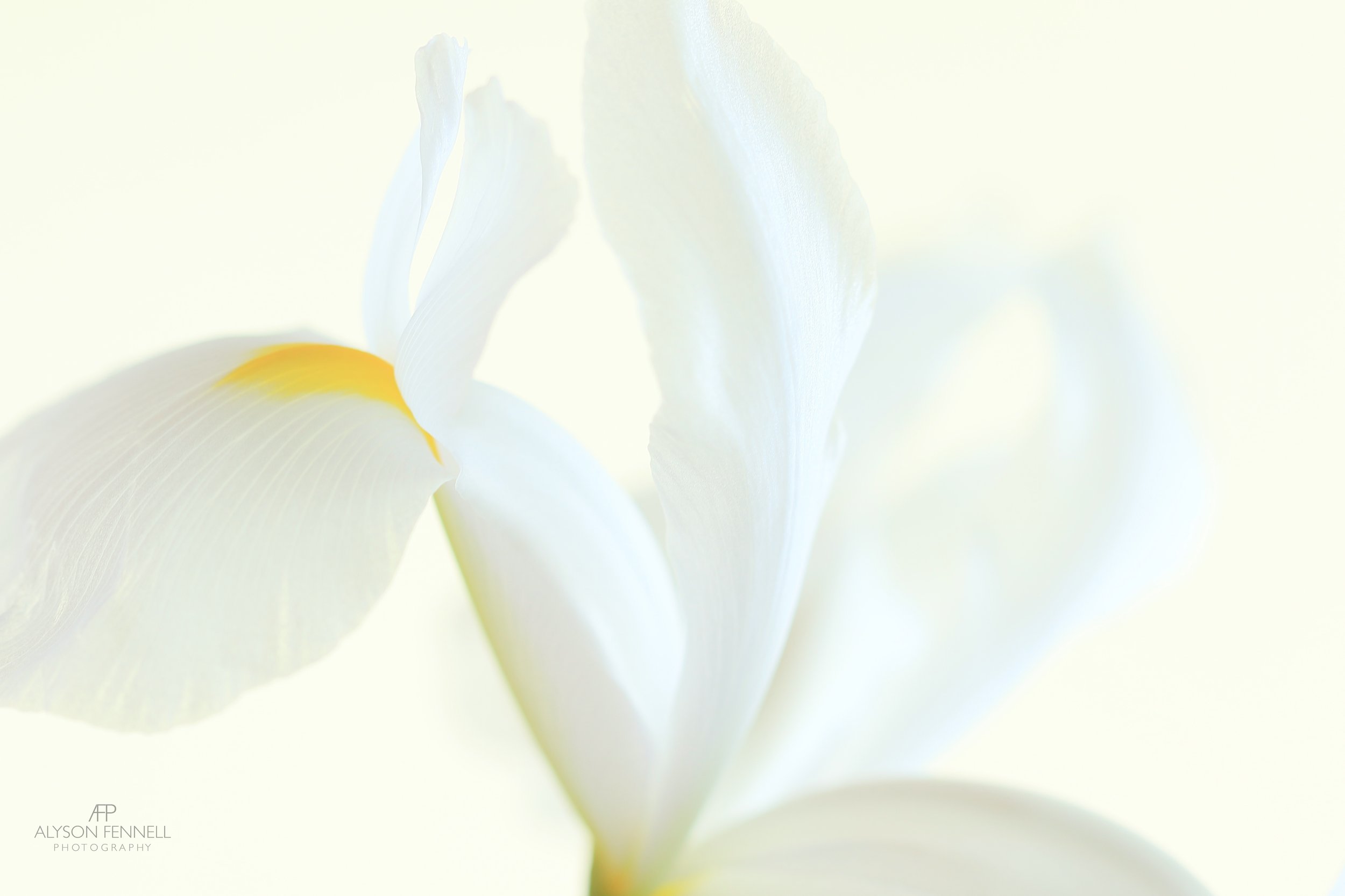 White Iris Closeup