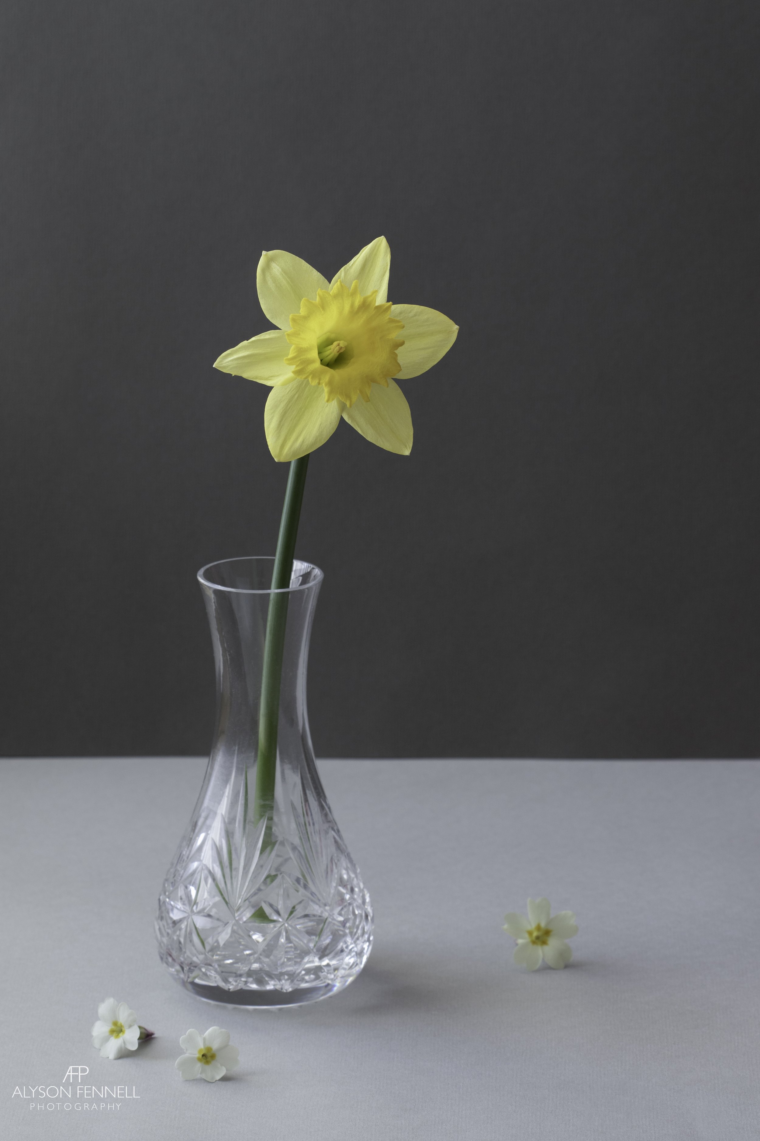 Spring Daffodil Still Life