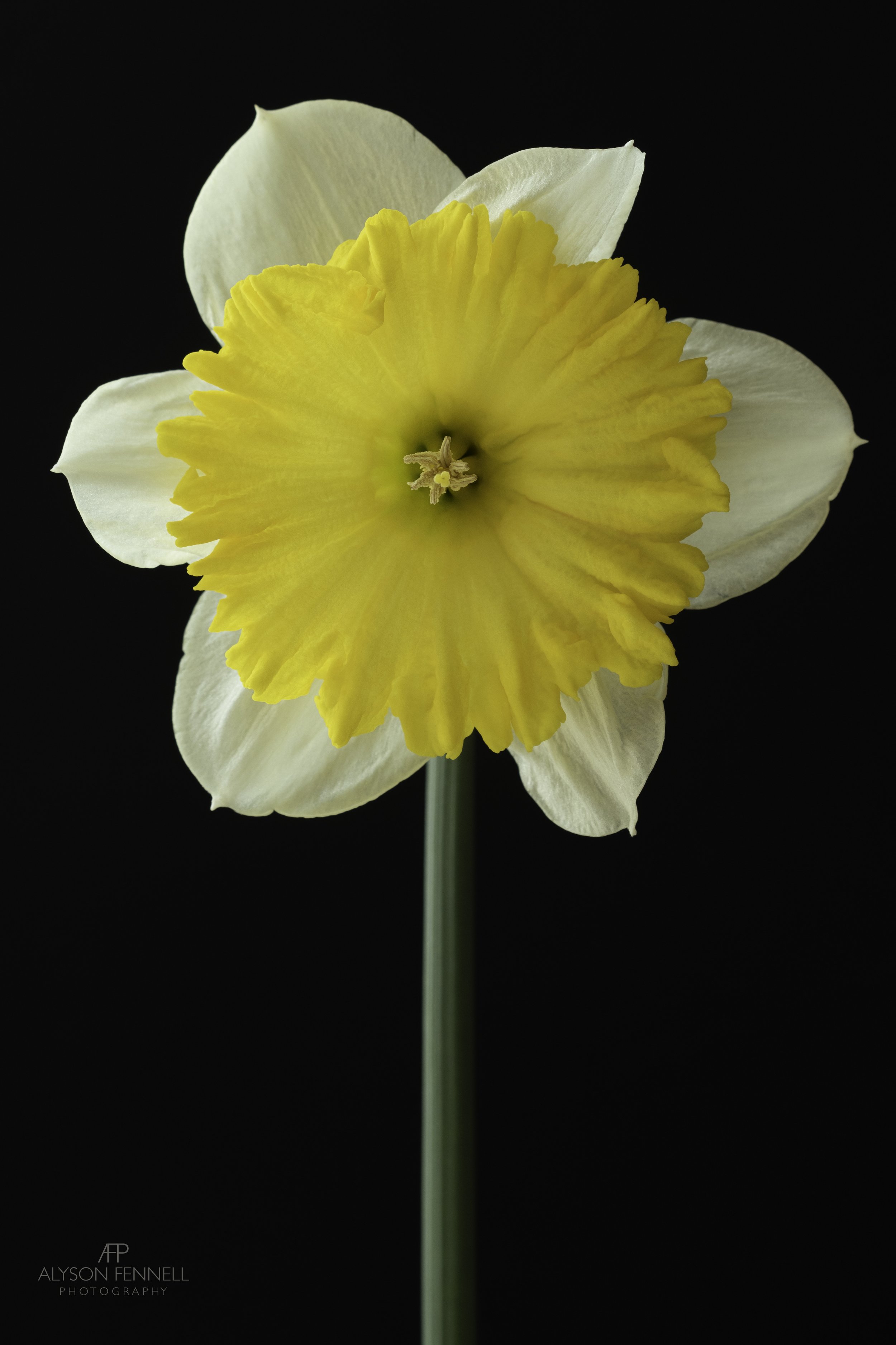 Narcissus 'Dinnerplate'
