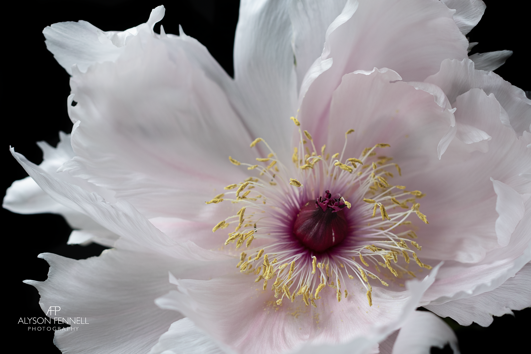 Pink Tree Peony Portrait