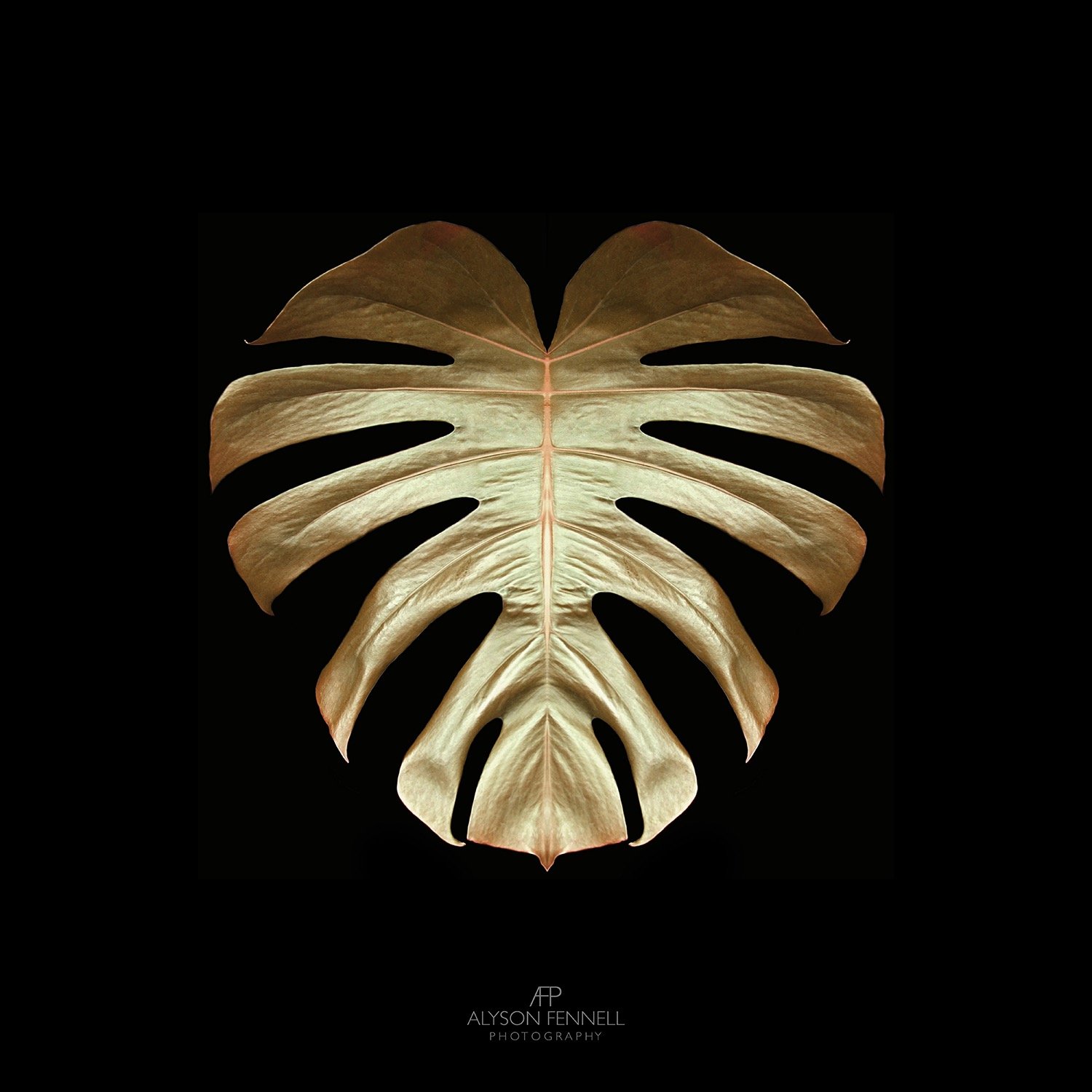 Gold Monstera Leaf