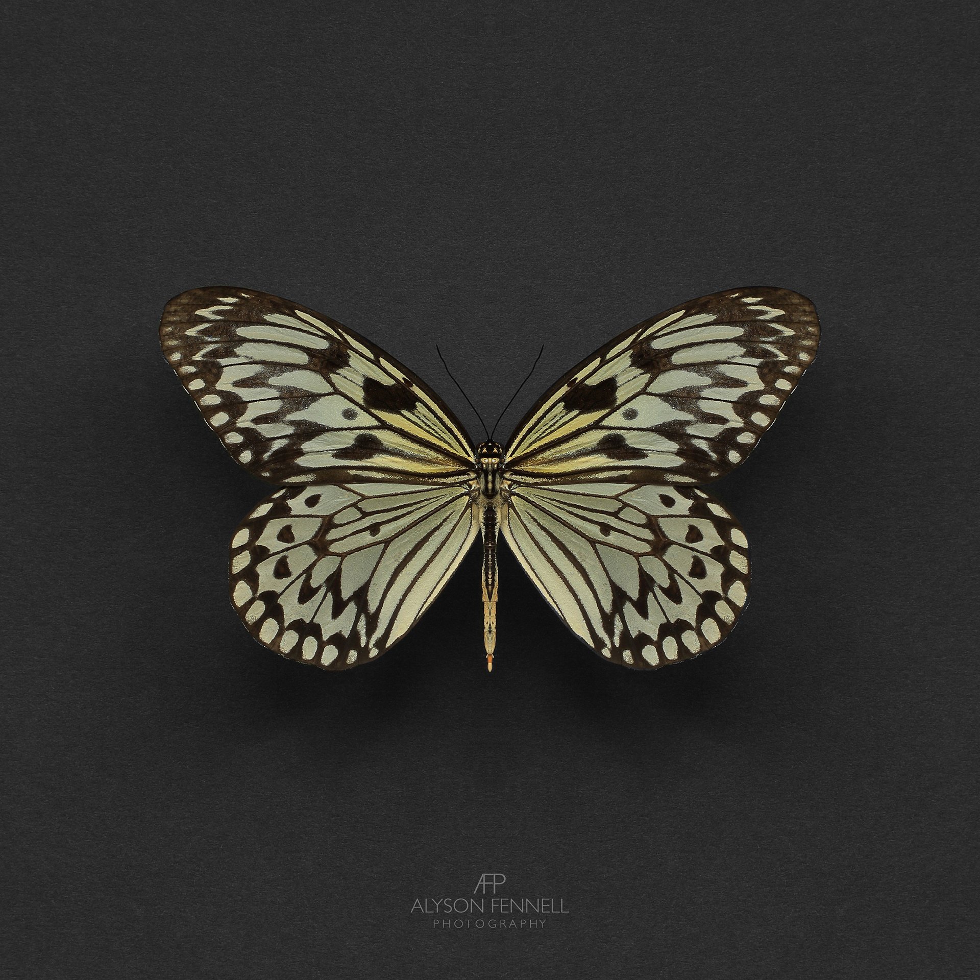 Rice Paper Butterfly