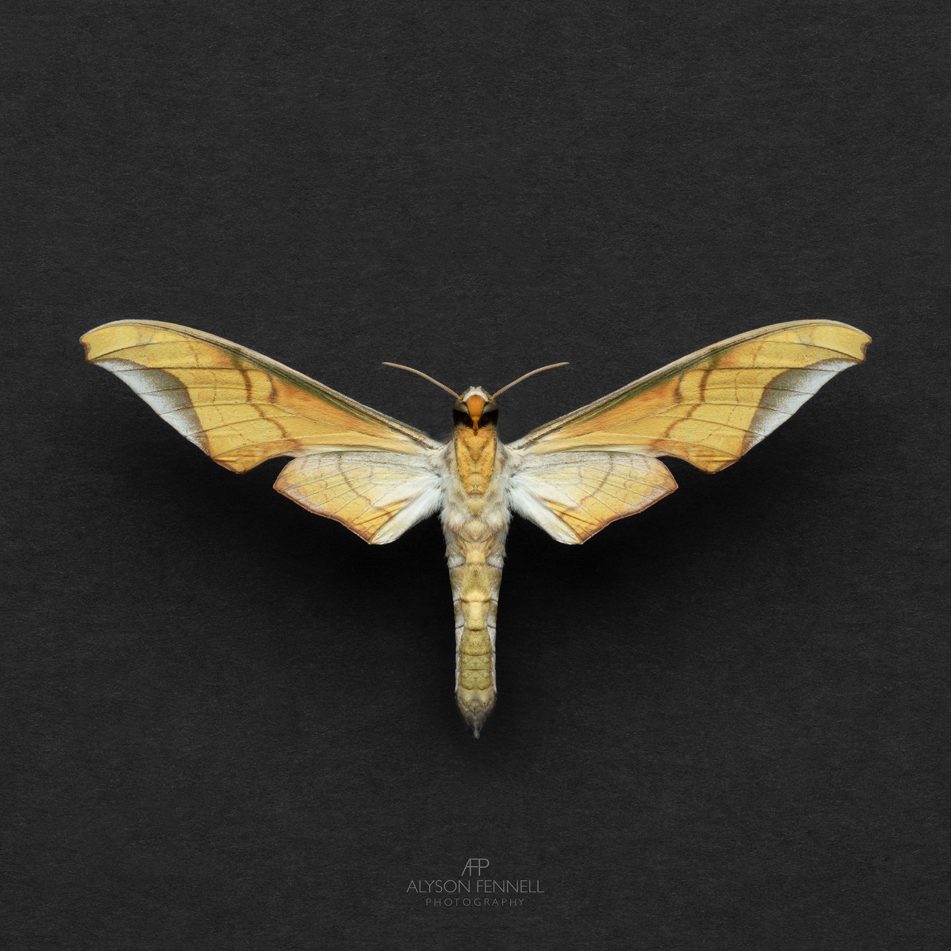 Gold Hawk Moth