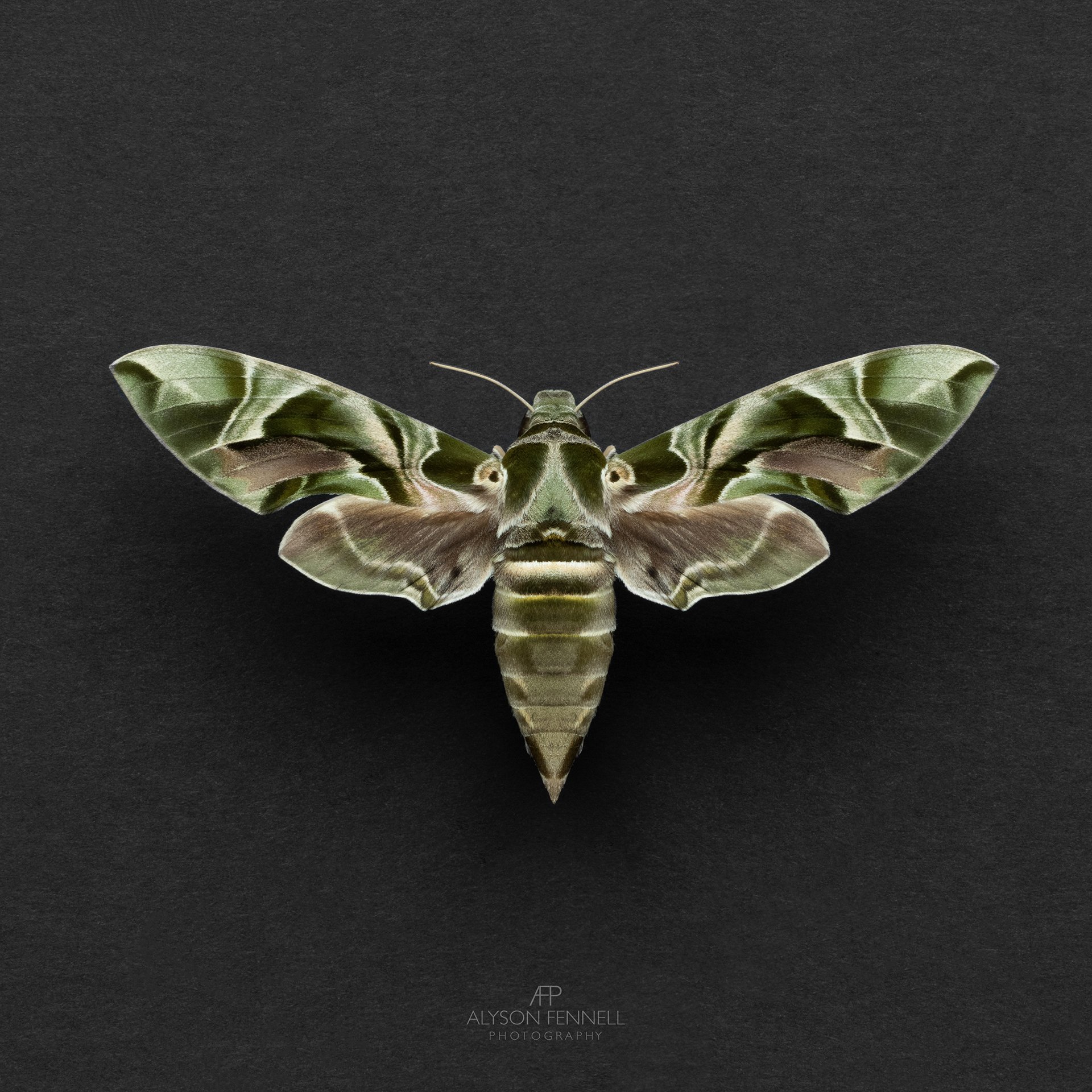 'Camouflage' Oleander Hawk Moth