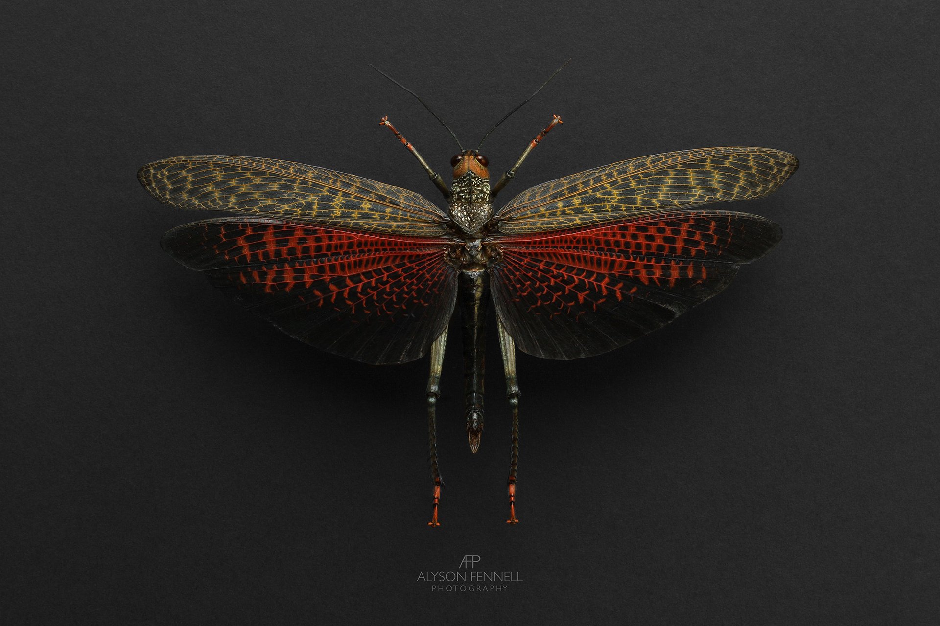 Giant Flame-Winged Grasshopper