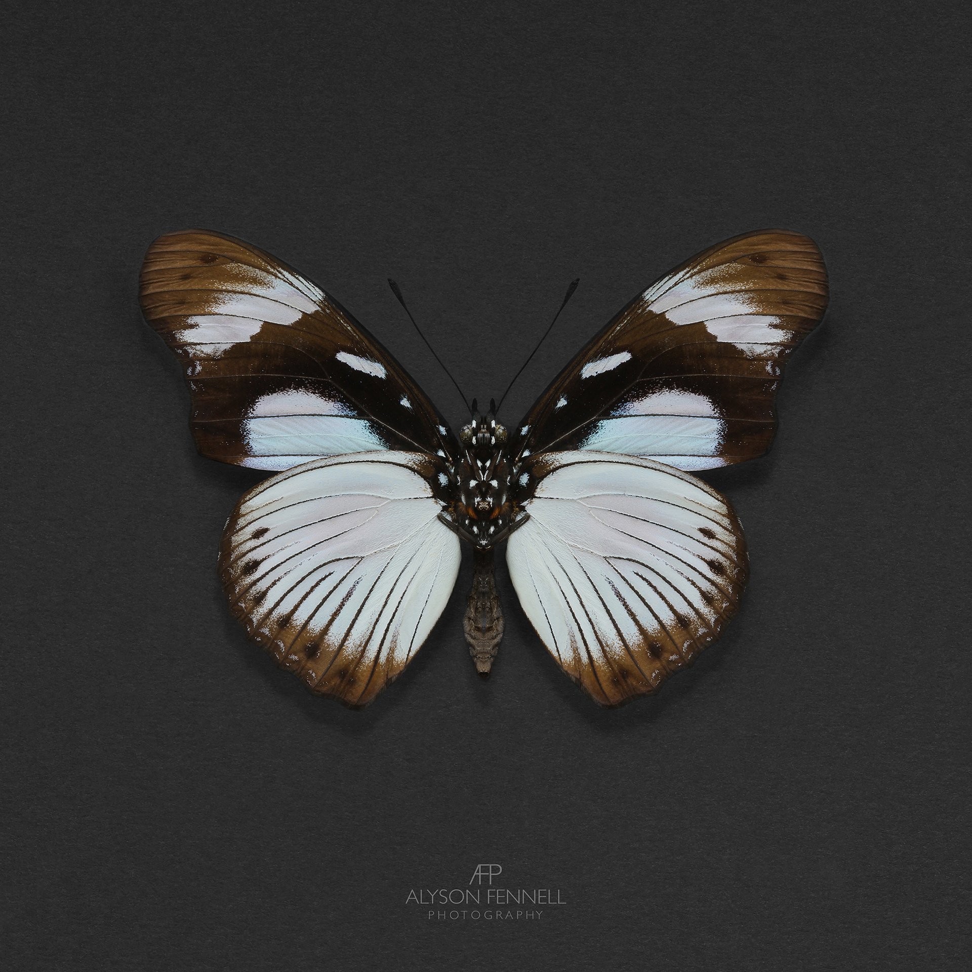 Athedon Butterfly