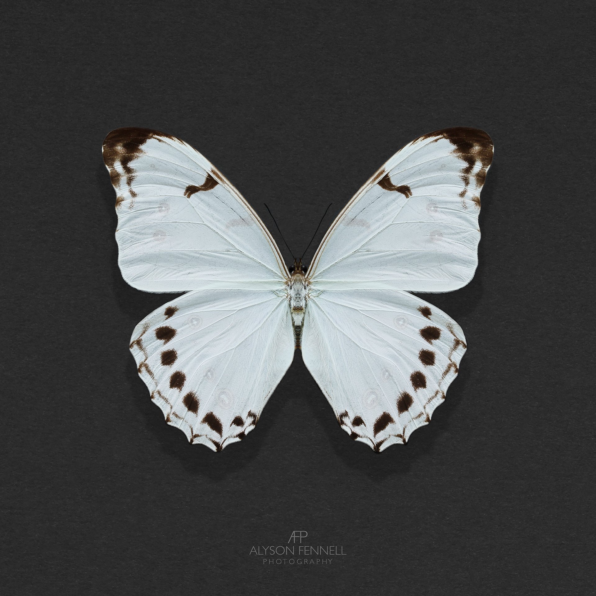 White Morpho Butterfly