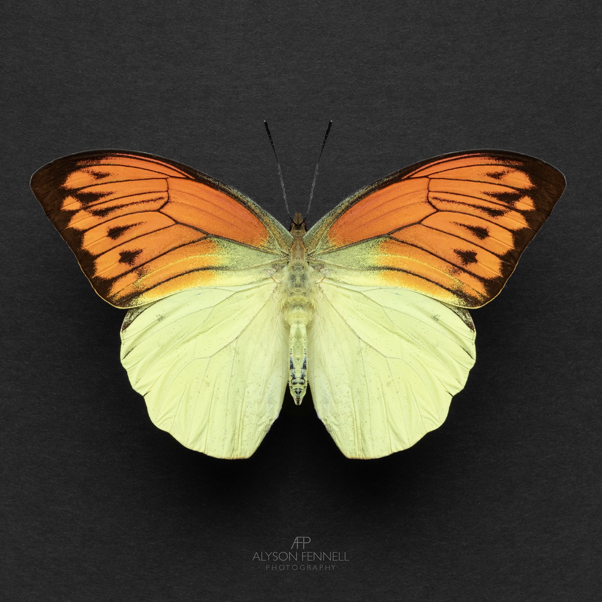 Hebomoia Leucippe Butterfly